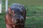 «Docu-D - Les hippos du baron de la drogue»: un dangereux héritage
